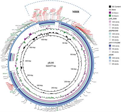 Characterization of a mobilizable megaplasmid carrying multiple resistance genes from a clinical isolate of Pseudomonas aeruginosa